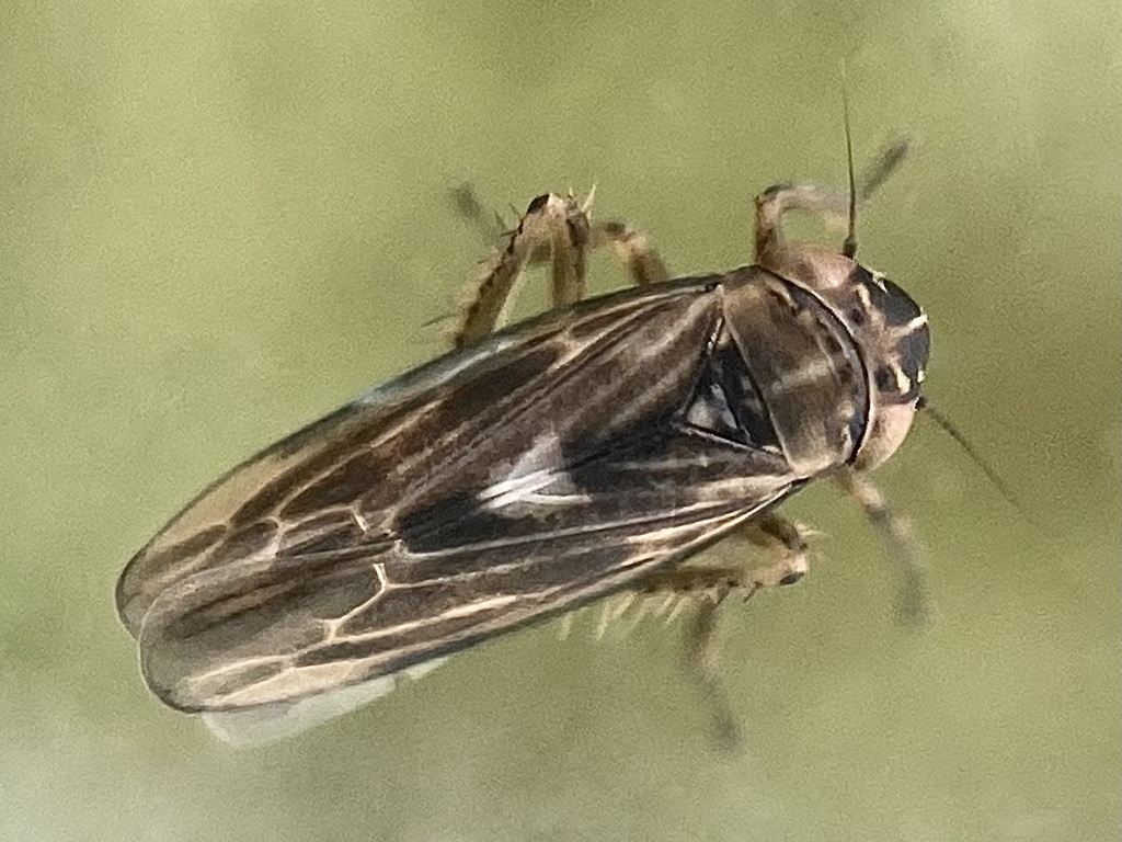 Macrosteles horvathi