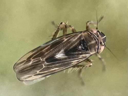 Macrosteles horvathi