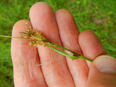 Carex gynodynama