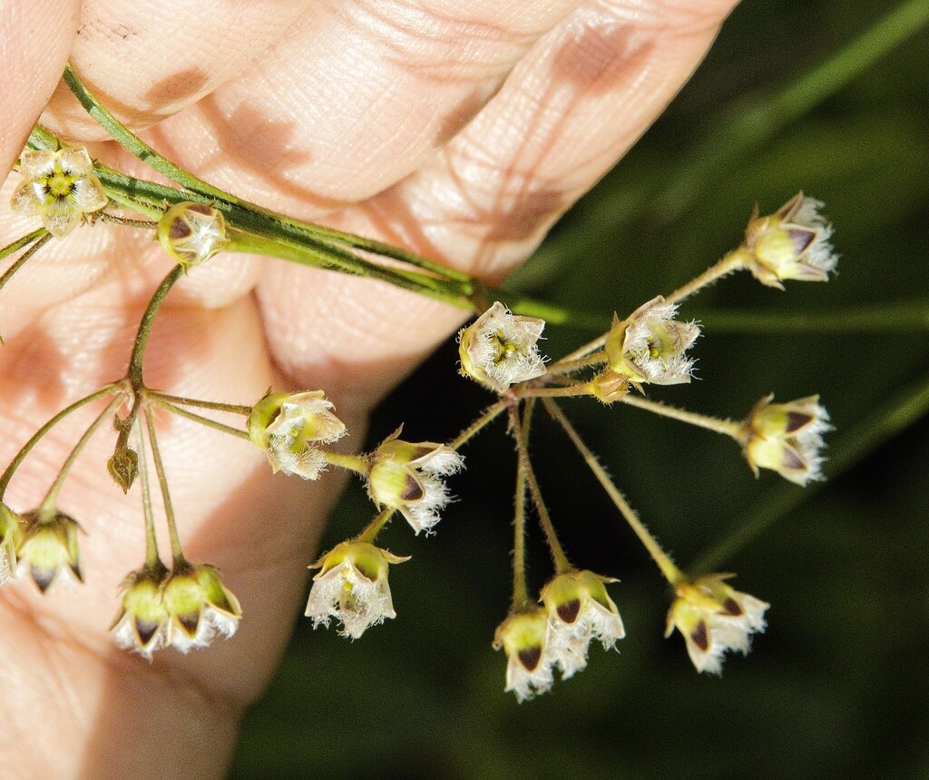 Aspidoglossum virgatum