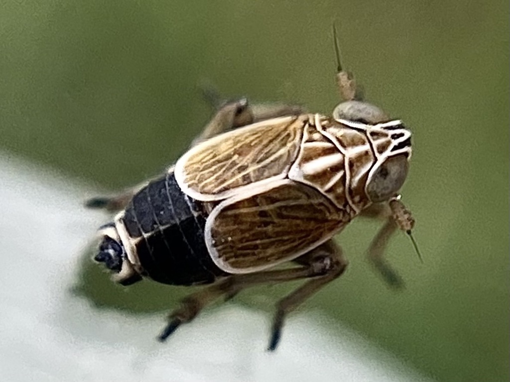 Nothodelphax distinctus