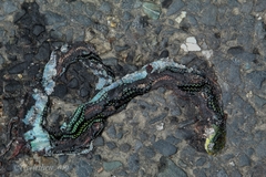 Ptyas nigromarginata