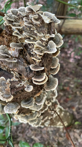 Trametes versicolor