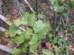 Neomillspaughia paniculata