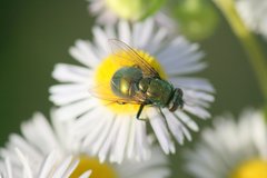 Neomyia viridescens