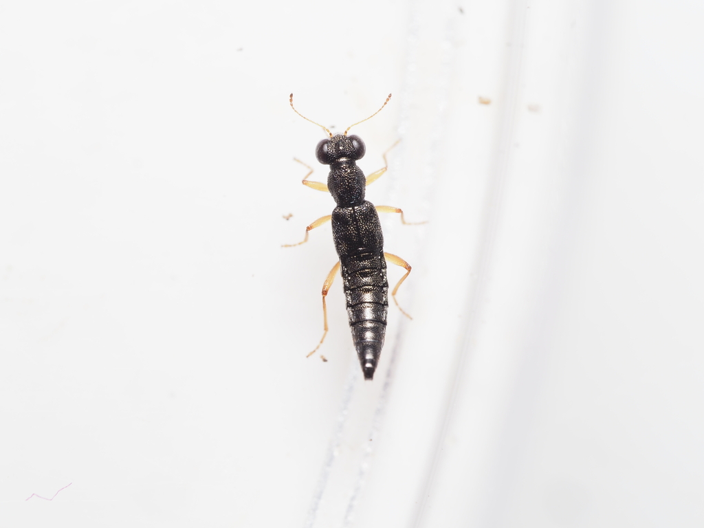 Stenus ochropus