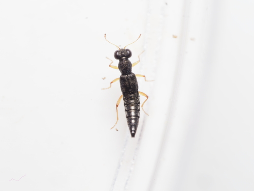 Stenus ochropus