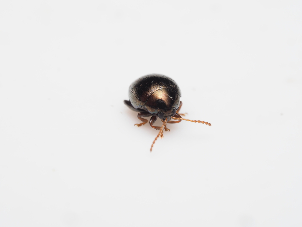 Apteropeda globosa