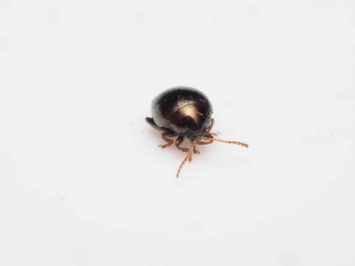 Apteropeda globosa