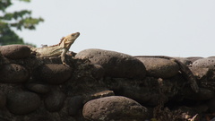 Ctenosaura acanthura