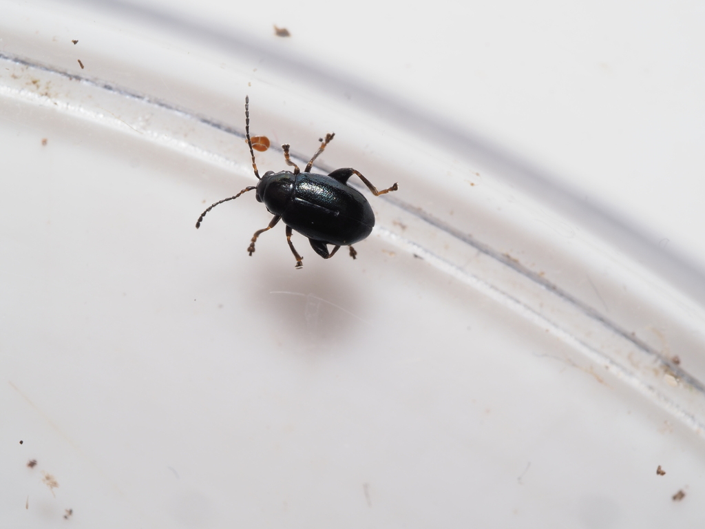 Aphthona melancholica