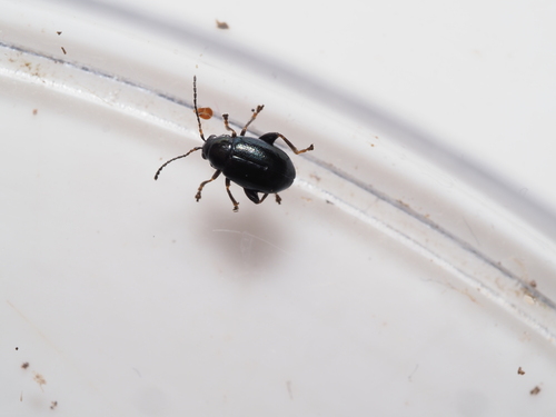 Aphthona melancholica