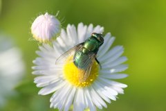 Neomyia viridescens