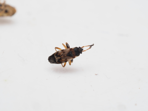 Scolopostethus puberulus