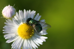 Neomyia viridescens