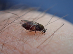 Austrosimulium australense