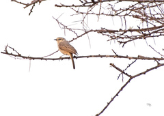 Bradornis microrhynchus