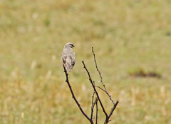 Bradornis microrhynchus