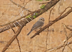 Bradornis microrhynchus