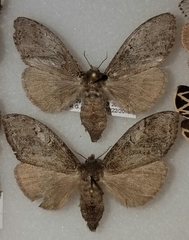 Dasychira obliquata