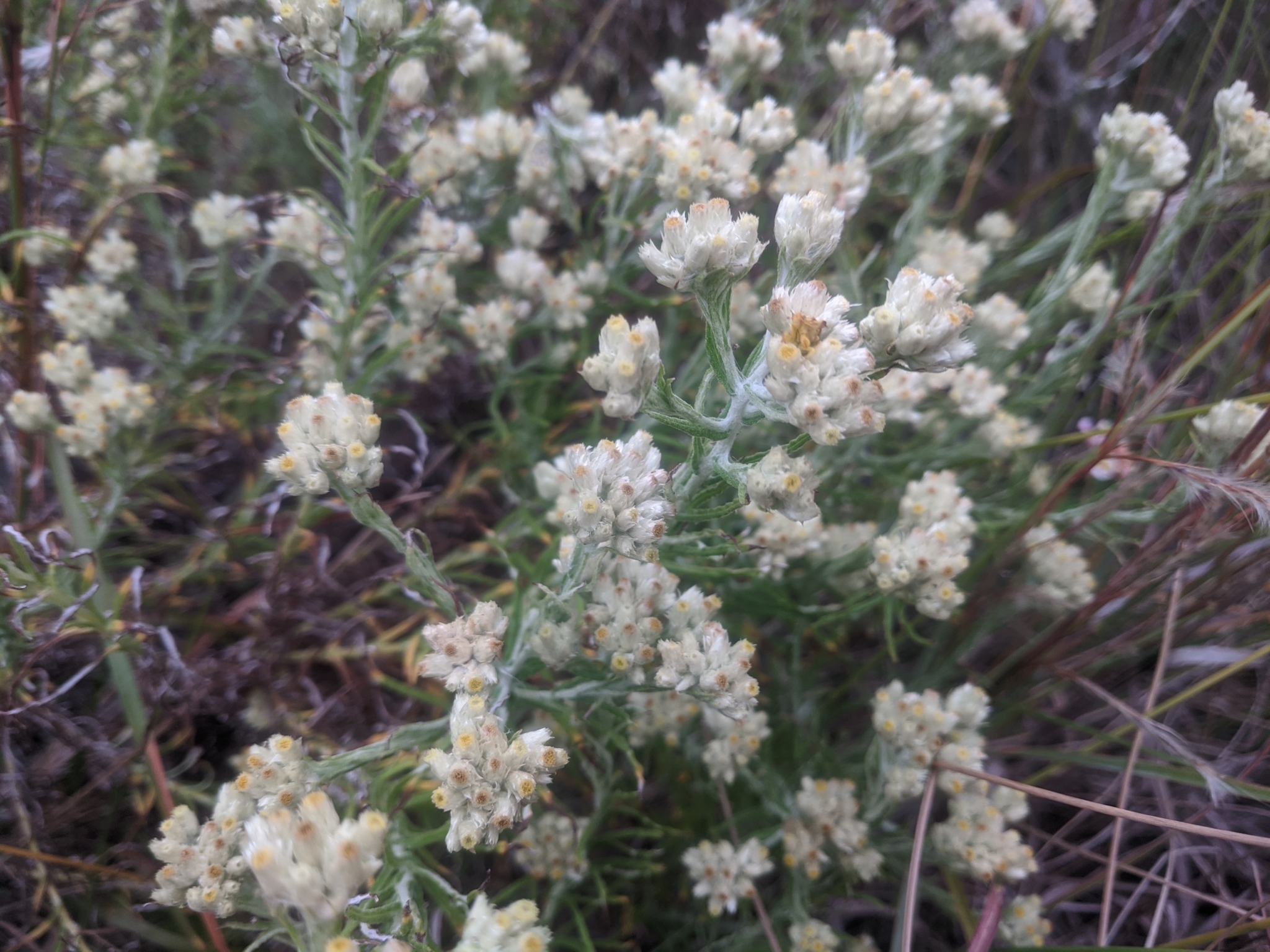 Pseudognaphalium austrotexanum