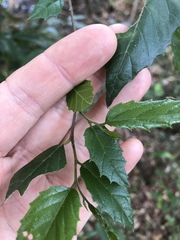 Aphananthe philippinensis