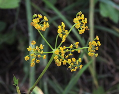 Pastinaca