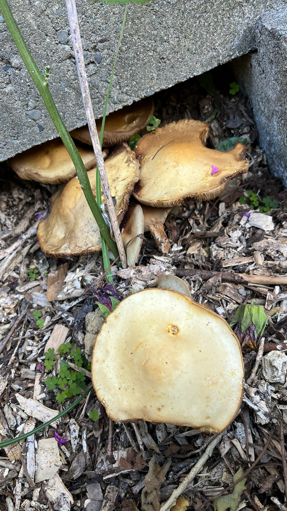 Agrocybe praecox · September 2025 · photo: © parkecology (iNaturalist, cc-by)