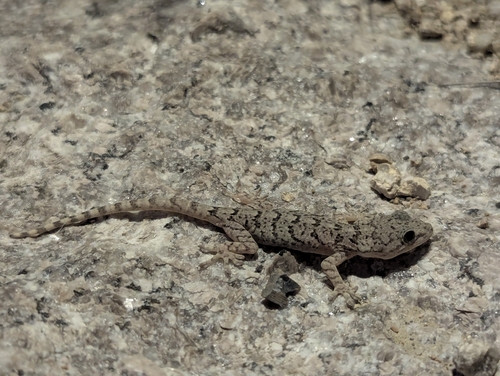 Peking Gecko