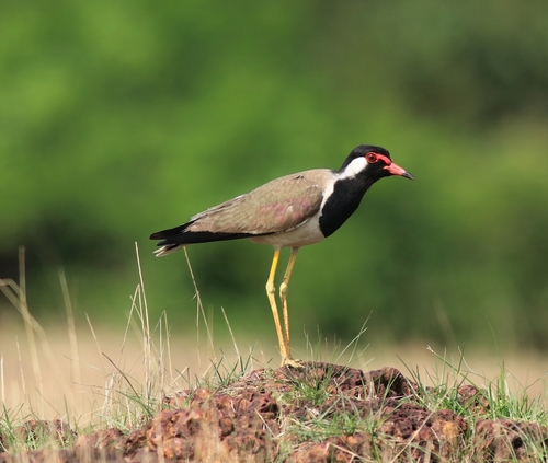 Red-wattled Lapwing