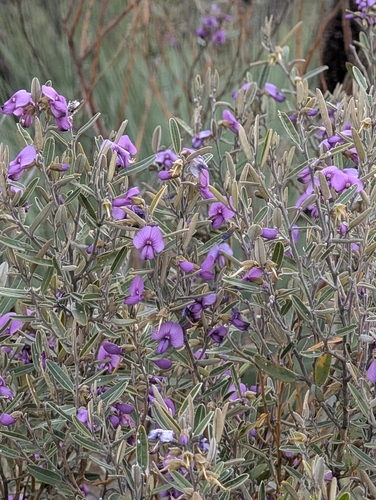 Hovea purpurea observed 2025-09-29