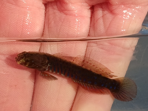 Crested oystergoby (Cryptocentroides gobioides) — Gobiidae — 3
