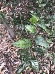 Aphananthe philippinensis