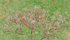 Pastinaca
