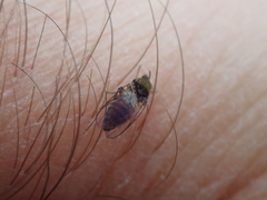 Austrosimulium australense