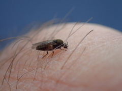 Austrosimulium australense