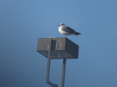 Larus californicus