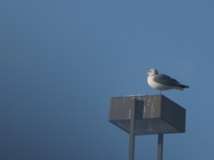 Larus californicus