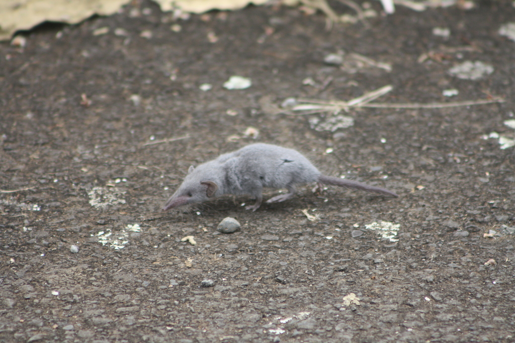 Asian House Shrew from Saint-Paul 97460, La Réunion on September 21 ...