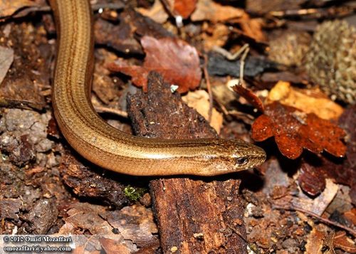 Eastern Slowworm
