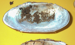 Pyganodon lacustris