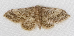 Idaea pervertipennis