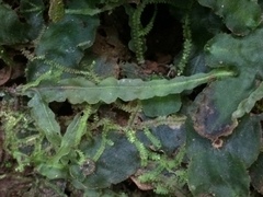 Pallavicinia