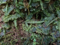 Pallavicinia