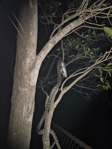 Coastal Carpet Python sighting