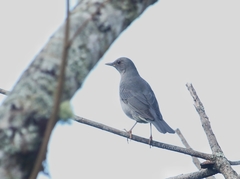 Turdus unicolor