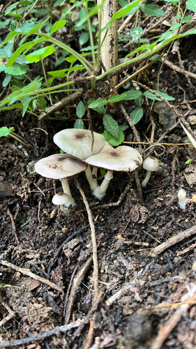 Agaricaceae