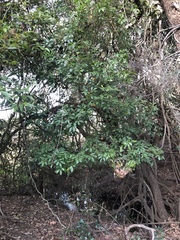 Toechima tenax