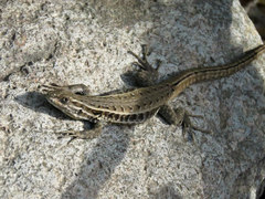 Liolaemus curicensis