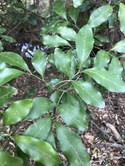Toechima tenax